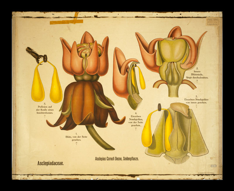 Tafel 67 Asclepiadaceae
